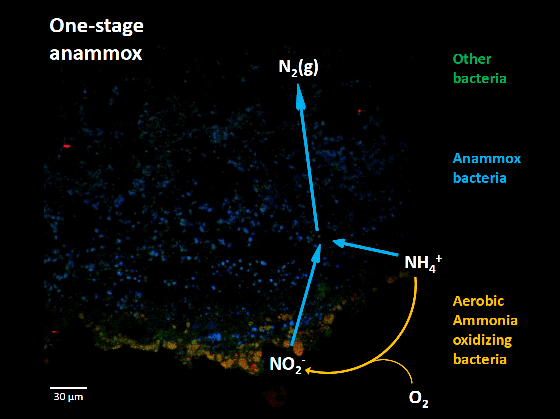 Why Anammox?