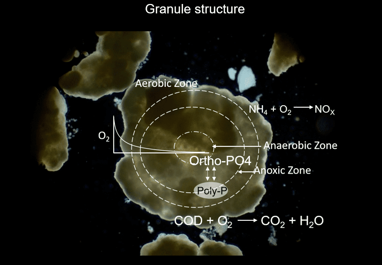 Conventional nitrogen removal pathway in wastewater treatment